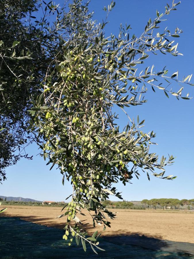 Il Podere Di Sole 罗卡斯特拉达 外观 照片
